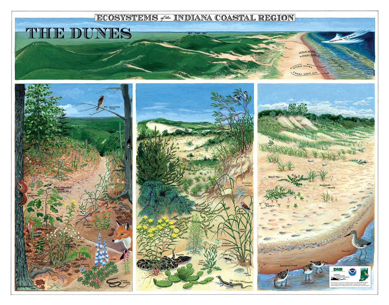 Image of sand dunes, and related plants and animal species, with the words “The Dunes” and “Ecosystems of the Indiana Coastal Region”