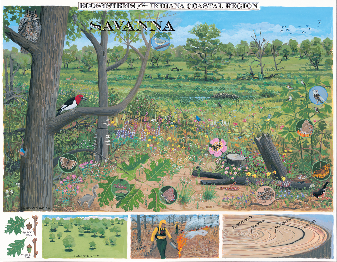 Images show trees, animals, and leaves, as well as people doing prescribed burns, with the word “Savanna” and “Ecosystems of the Indiana Coastal Region.”