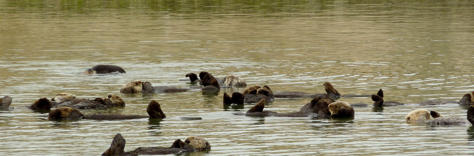 Elkhorn Slough National Estuarine Research Reserve