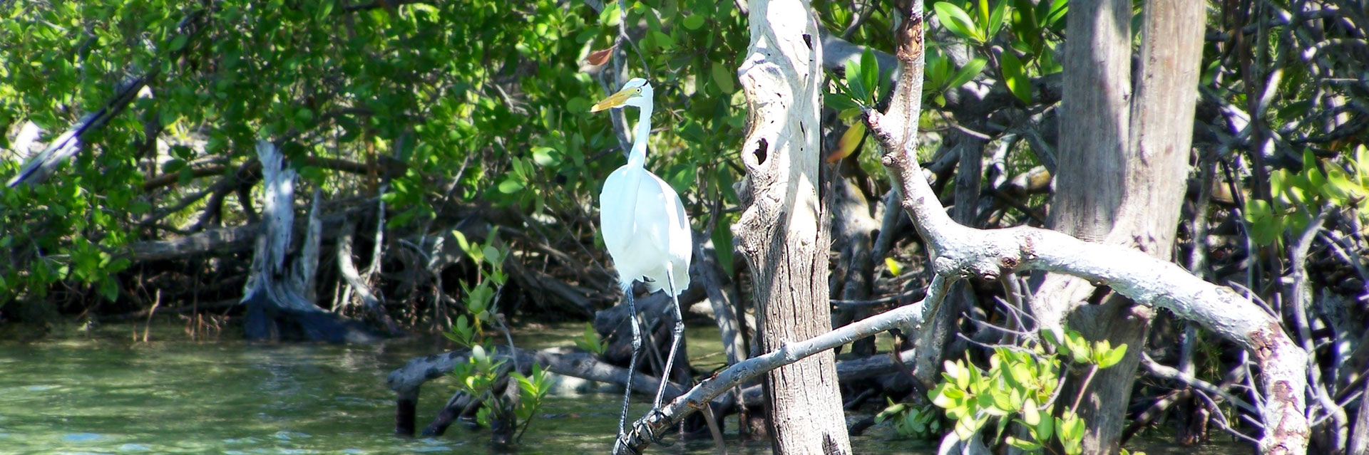 Jobos Bay National Estuarine Research Reserve